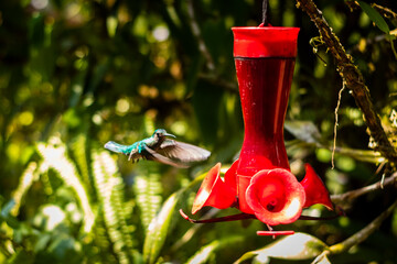 Colibrí © Mario