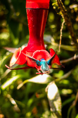 Colibrí © Mario