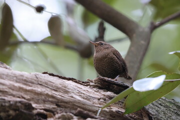 The Eurasian wren (Troglodytes troglodytes) or northern wren is a very small insectivorous bird. This photo was taken in Miyake island, Japan(ssp. mosukei)