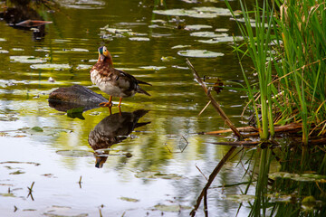 Duck in the Pond in Kirkland