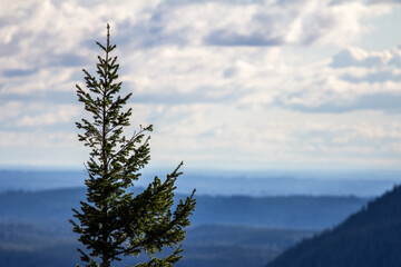 Fur-tree on Rattlesnake Ledge in Washington State