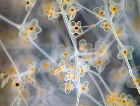Fungal spores under the microscope resemble delicate filaments spreading across the field.