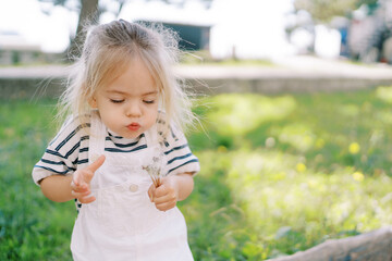 Little girl blows on dandelions in her hand while standing in a green park