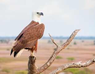 Eagle standing on tree