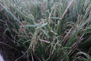 Rice seeds that have started to ripen are ready to be harvested