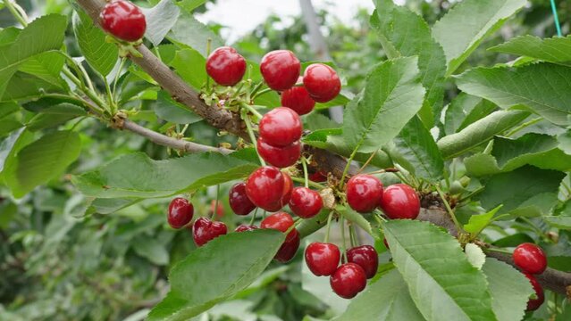 Branch of ripe cherries on a tree in a garden