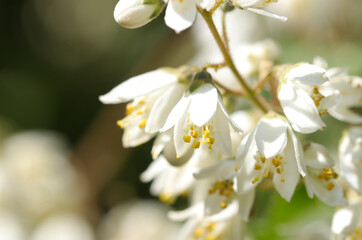 雑木林の中で一際明るく輝く白いマルバウツギの花房（自然光＋マクロ接写写真）