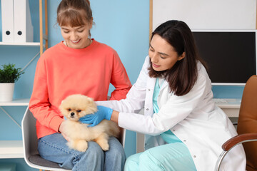 Female veterinarian and owner examining cute Pomeranian dog in clinic