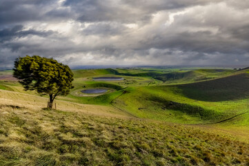 Wind Swept Tree