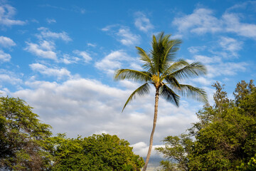 Naklejka premium Bright light of day on a palm tree with a blue sky and white clouds behind, as a tropical nature background 