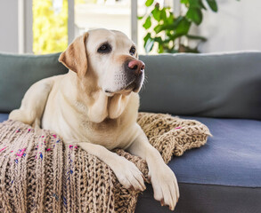Senior Yellow Labrador Retriever dog sitting on knitted blanket on sofa, looking off to side, older animal care, pet insurance, copy space