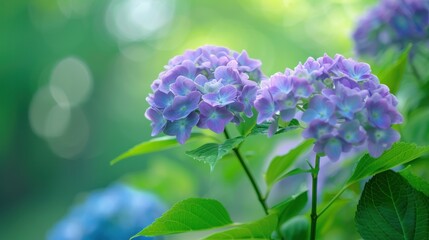 Hydrangea flower A beautiful blue flower with a green stem