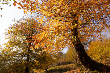 Obraz premium Yellow leaves in the forest on the ground.