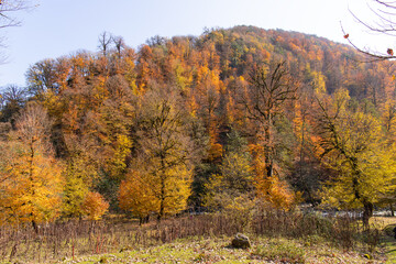 Fototapeta premium Clear river in the autumn forest. Azerbaijan.