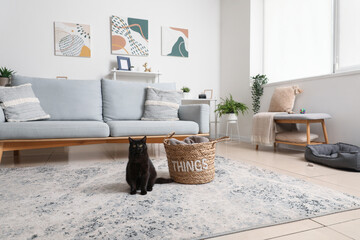 Cute black cat sitting near wicker basket in living room