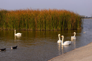 Beautiful white swans on the lake.
