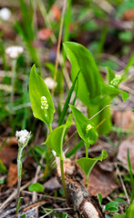 lily of the valley in the forest