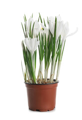 Pot with beautiful crocus flowers on white background