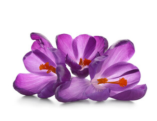 Beautiful lilac crocus flowers on white background