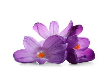 Beautiful lilac crocus flowers on white background