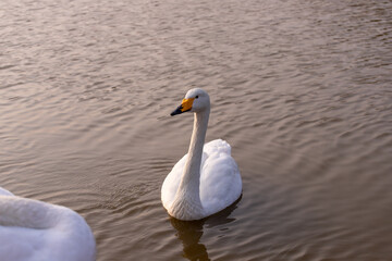 Obraz premium Beautiful white swans on the lake.