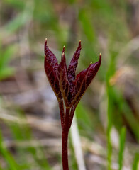 Wild sarsaparilla in the forest