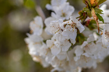 Fresh cherry blossoms moving in the wind on a tree