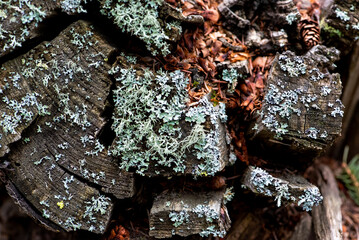 lichen on wood
