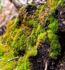 moss on tree