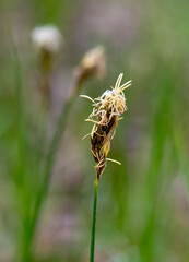 Flowering sedge grass in the spring