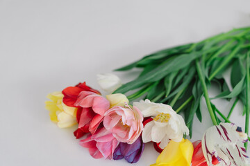 A collection of tulips in various hues, including red, pink, yellow, and white, are neatly arranged in a row with leaves. The plain white backdrop accentuates the beauty and colors of the flowers
