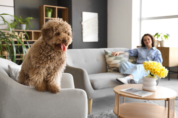 Cute poodle in armchair with young woman at home, closeup