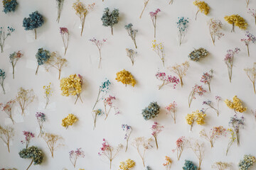 A collection of dried flowers in various colors is meticulously organized on a white surface. The...