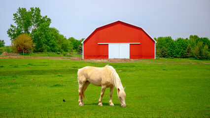 A White horse grazing on the prairie: A tranquil farmland summer landscape in the midwestern...