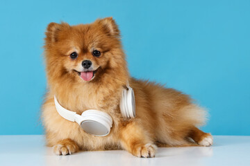 Cute Pomeranian dog with headphones lying on table against blue background