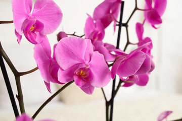 Orchid flower in light bedroom, closeup