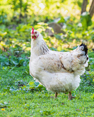 white loose chicken outdoor in the grass