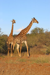 Giraffe / Giraffe / Giraffa camelopardalis