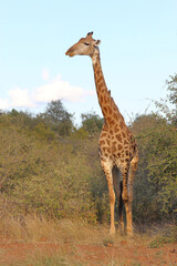 Giraffe / Giraffe / Giraffa camelopardalis