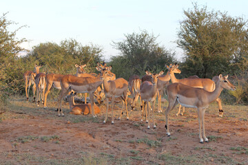 Schwarzfersenantilope / Impala / Aepyceros melampus