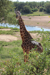 Giraffe / Giraffe / Giraffa camelopardalis