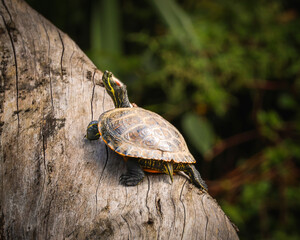 Turtle on the tree