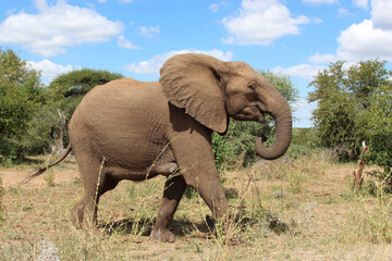 Afrikanischer Elefant / African elephant / Loxodonta africana