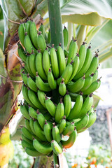 bunch of bananas on the tree