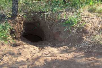 Krüger Park - Afrikanischer Busch - Tierbau / Kruger Park - African bush - Animal burrow /