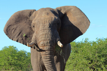 Afrikanischer Elefant / African elephant / Loxodonta africana