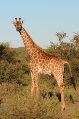 Giraffe / Giraffe / Giraffa camelopardalis
