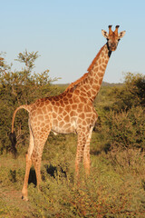 Giraffe / Giraffe / Giraffa camelopardalis