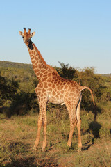 Giraffe / Giraffe / Giraffa camelopardalis