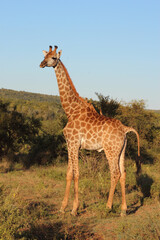 Giraffe / Giraffe / Giraffa camelopardalis